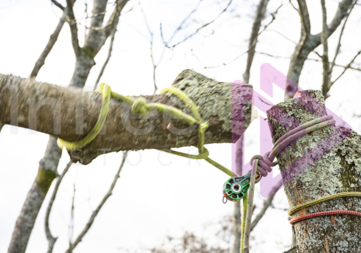 Action shot of rigging ash tree