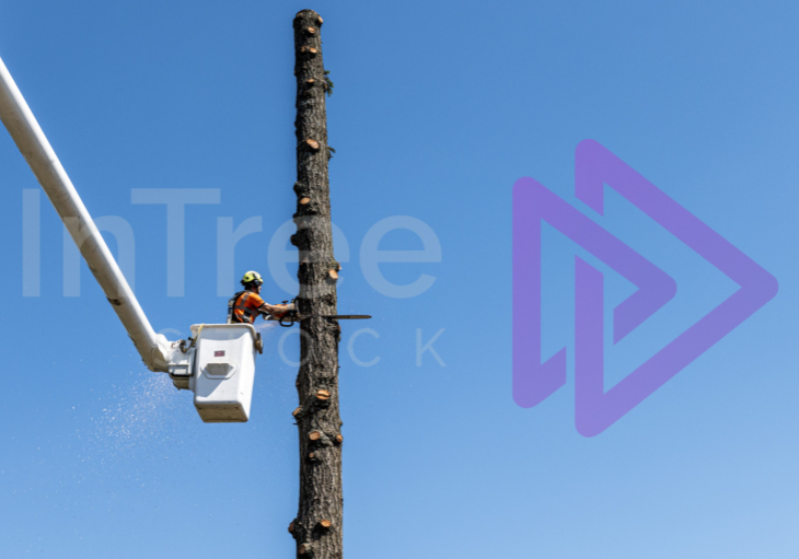 Man in bucket truck cutting big tree against blue sky