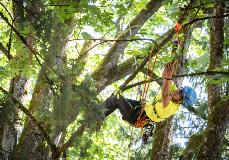 BCTCC 2023 tree climbing competition