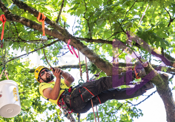 BCTCC 2023 tree climbing competition