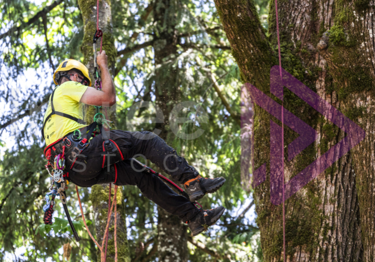 BCTCC 2023 tree climbing competition