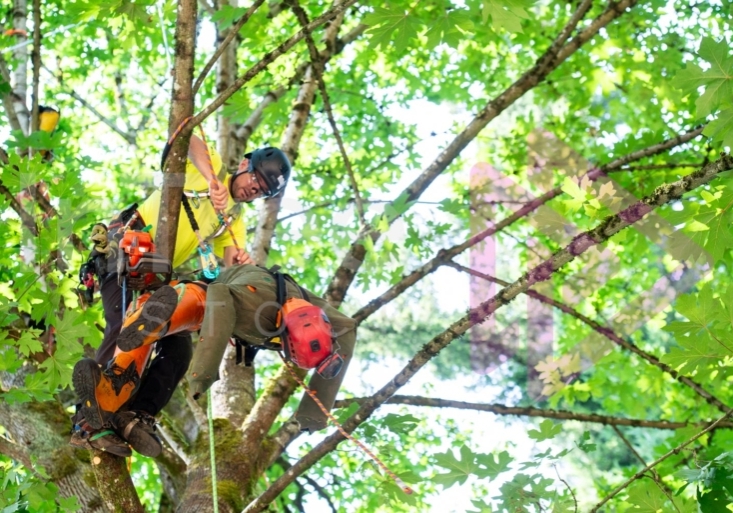 BCTCC 2023 tree climbing competition