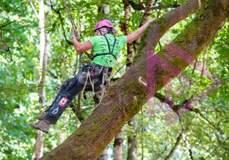 BCTCC 2023 tree climbing competition