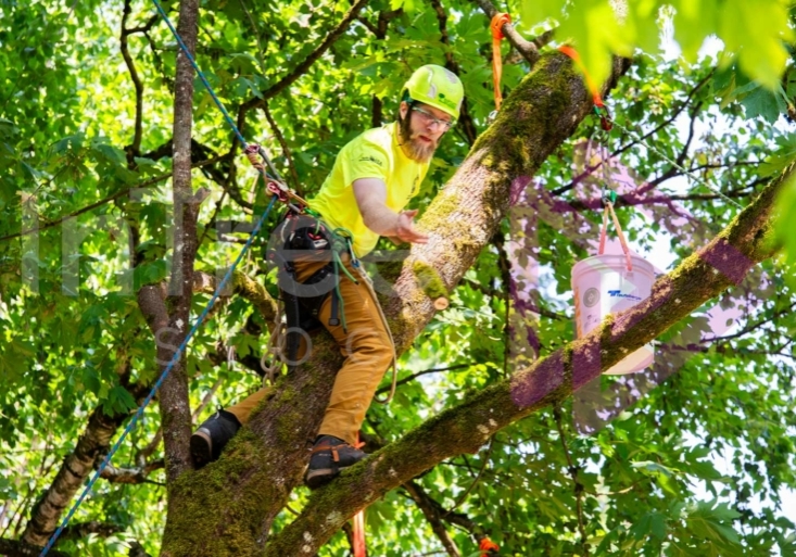 BCTCC 2023 tree climbing competition