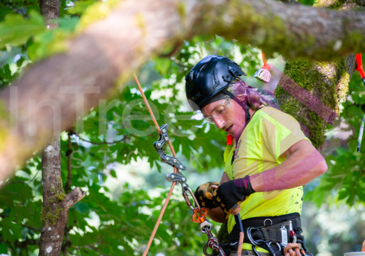 BCTCC 2023 tree climbing competition