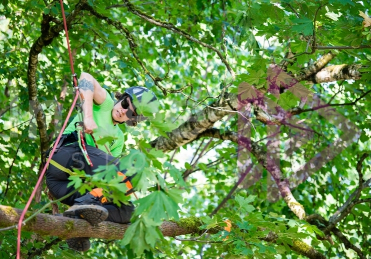 BCTCC 2023 tree climbing competition