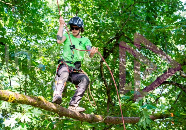 Female Arborist climbing tree