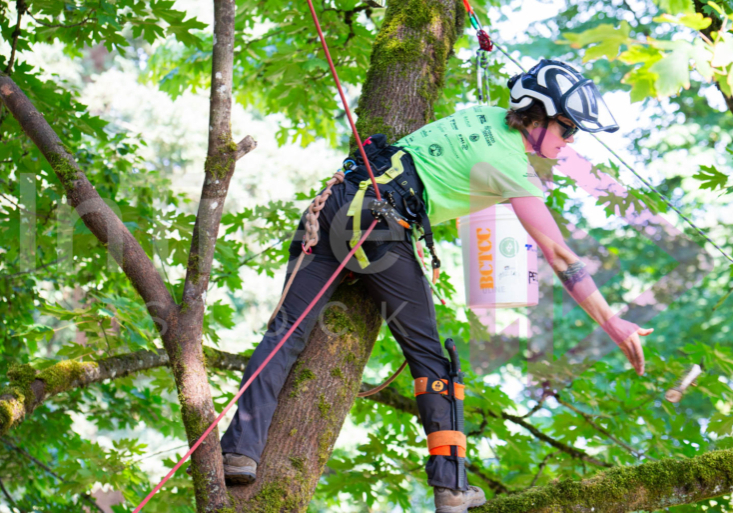 BCTCC 2023 tree climbing competition