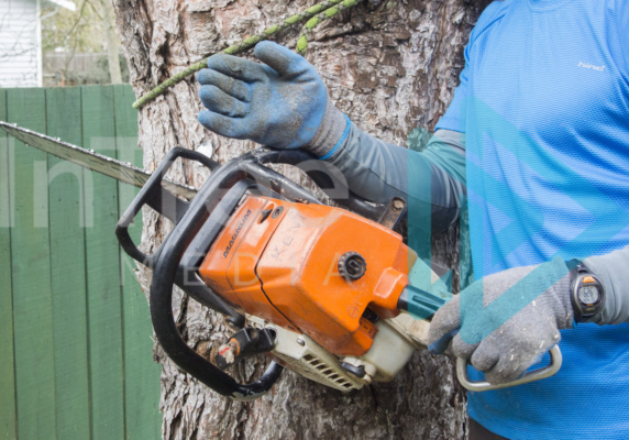 Arborist in a blue top asessing the direction of fall for a tree