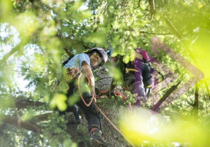 The PNW ISA, BC Tree climbing competiton