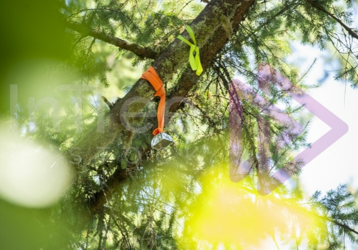 The PNW ISA, BC Tree climbing competiton