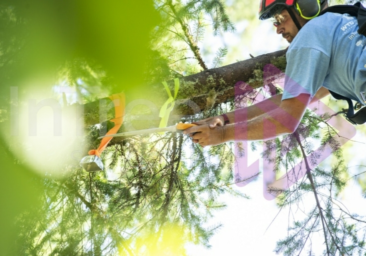 The PNW ISA, BC Tree climbing competiton