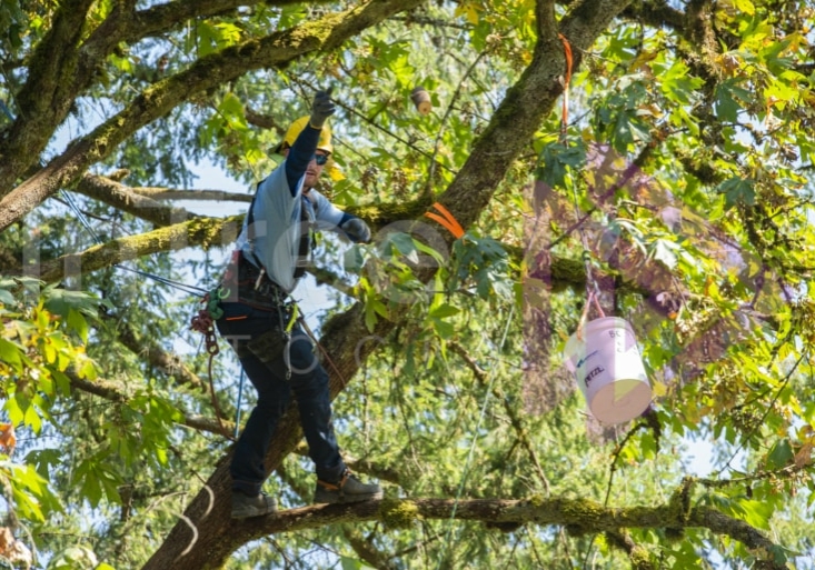 The PNW ISA, BC Tree climbing competiton