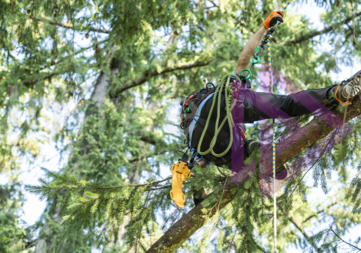 The PNW ISA, BC Tree climbing competiton