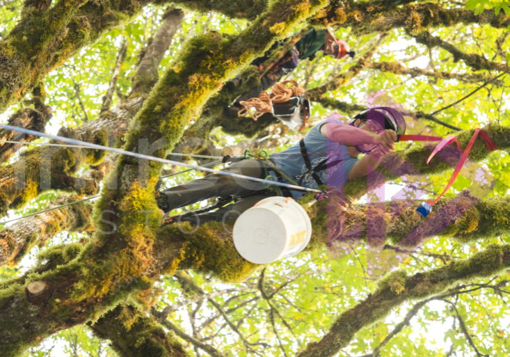 The PNW ISA, BC Tree climbing competiton Masters event