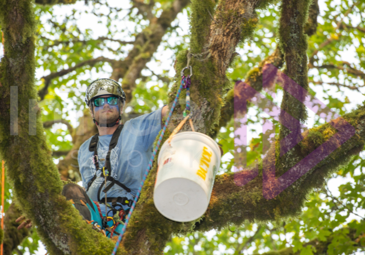 The PNW ISA, BC Tree climbing competiton Masters event