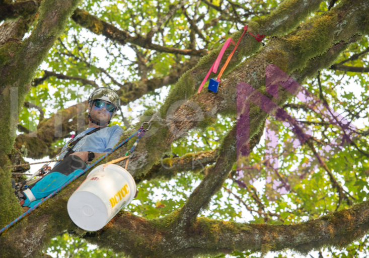 The PNW ISA, BC Tree climbing competiton Masters event