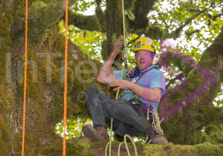 The PNW ISA, BC Tree climbing competiton Masters event