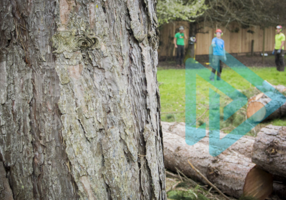 Arborists blurred in the background asessing the distance a tree will fall