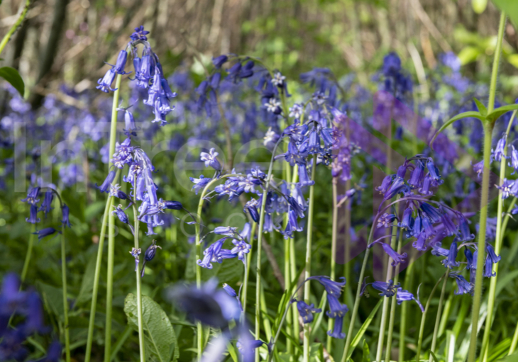 Bluebells in dappled sunlight