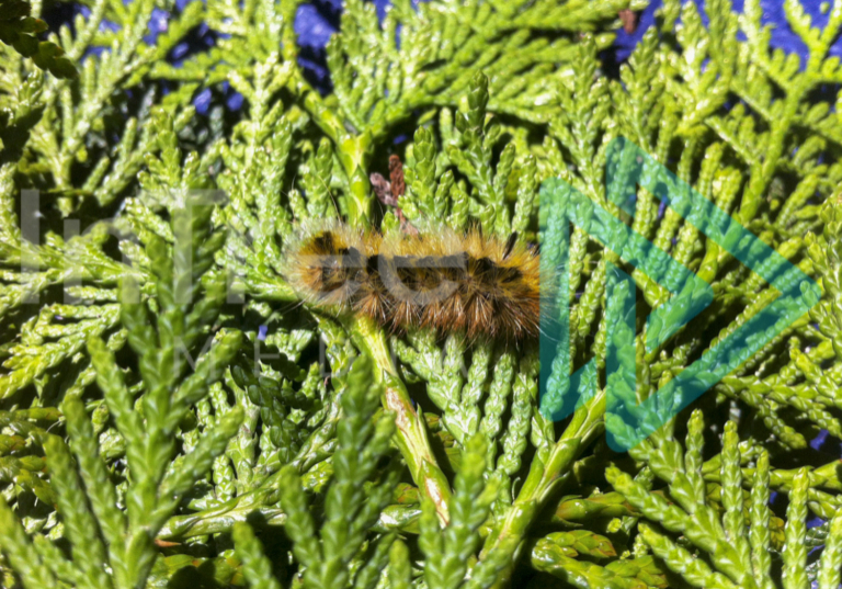 Caterpillar crawling over some cedar branches