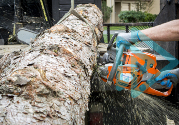 Cutting a log to length so it fits on the back of the HIAB