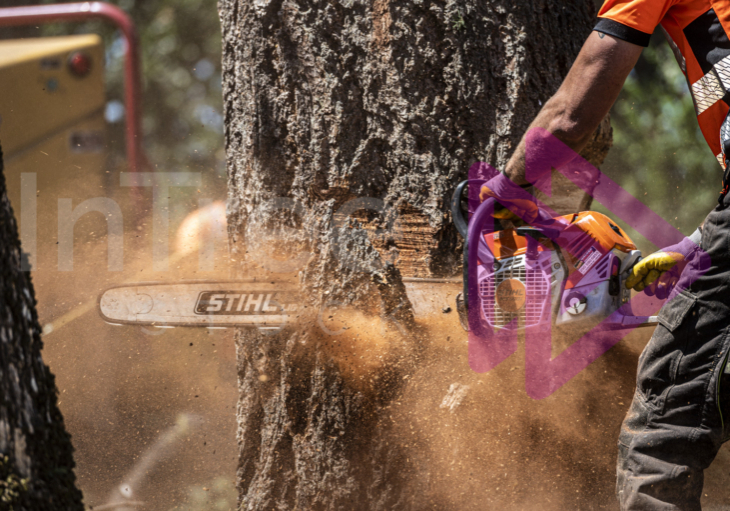 Chainsaw cutting through tree