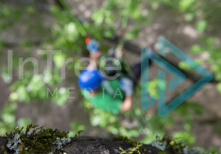 Vertical image of an oak tree branch with climbing arborist on a two rope working set-up