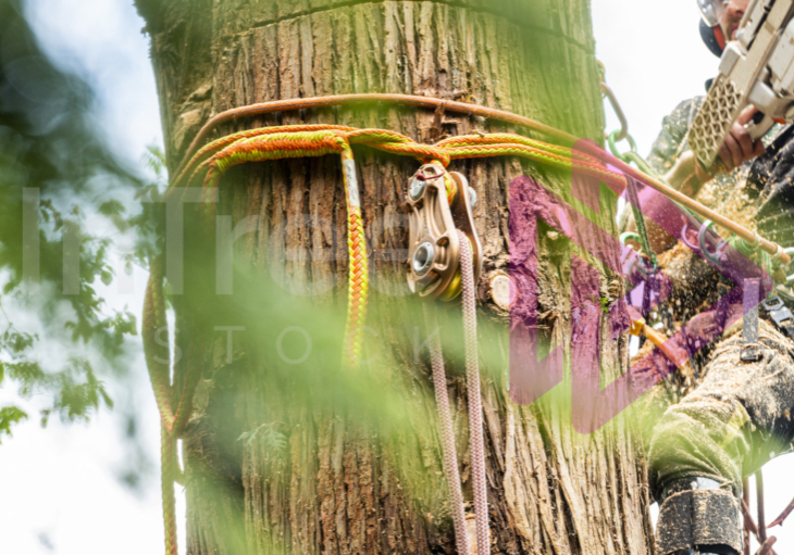 Man with a chainsaw in a tree making a felling cut with rigging gear