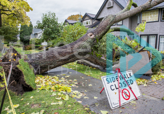 Catalpa Tree blown over a sidewalk onto a residential home