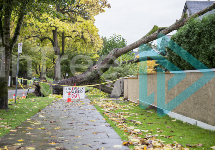 Side walk cloosed by a Catalpa Tree blown onto a residential home