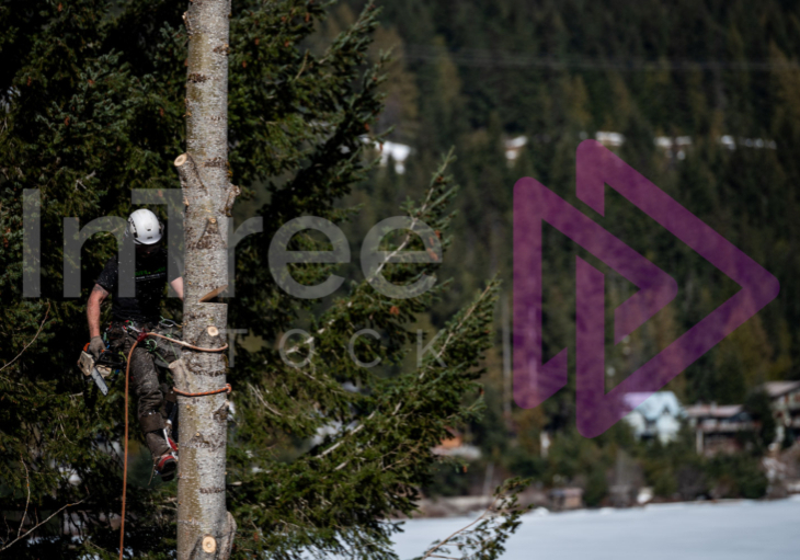 Felling cut to remove logwood on spar pole