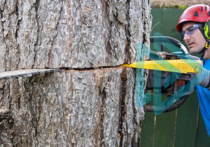 Making back cut using a felling wedge