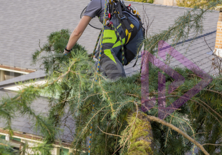 Female arborist climbing out on a tree limb