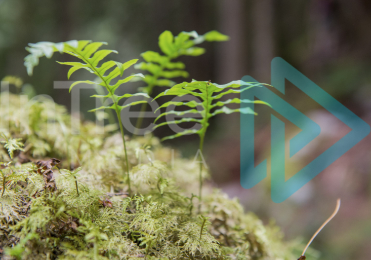 Fern growing oout of moss on a nurse log