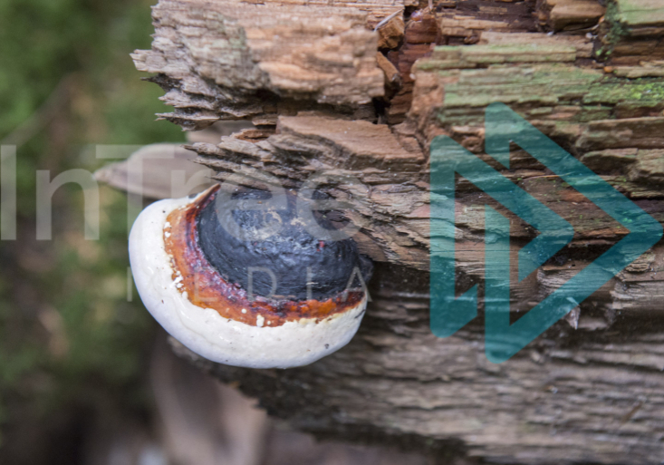 A bracket fungus growing from a dead log