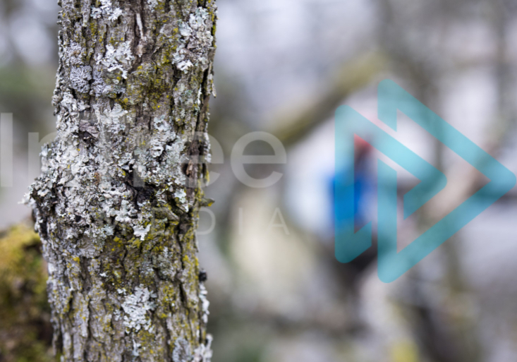 Garry Oak brach with climber blurred in background