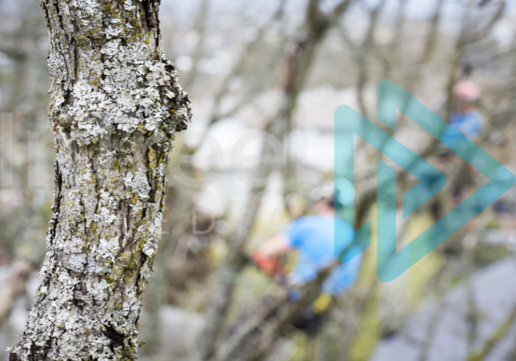 Oak branch in foreground with 2 climbing arborists blurred in the background