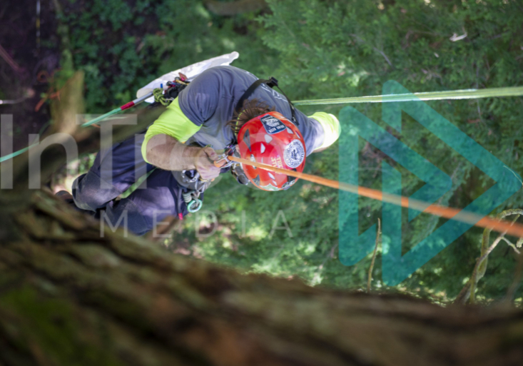 InTree shot looking down on a climbing arborist carrying out canopy research