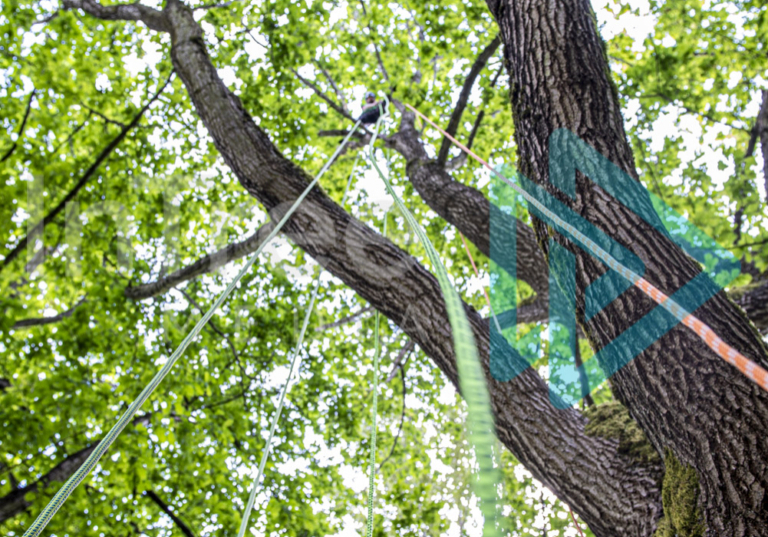 Climber at the top of a broadleaf tree with ropes running to the ground