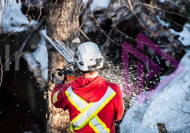 Man making back cut felling a tree