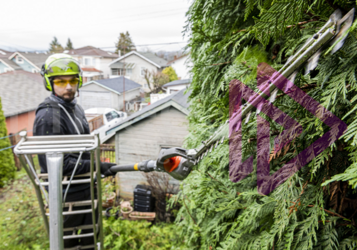 Man on ladder operating cutting hedge