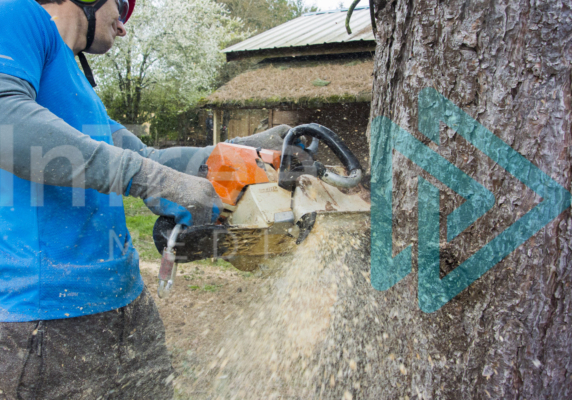 Arborist making a felling cut with Stihl chainsaw