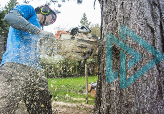 Arborist making a felling cut to ramove a tree with sawdust spraying at camera