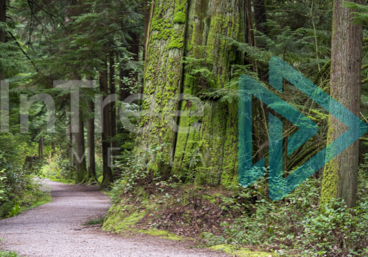 Old growth cedar alongside a forest pathway.