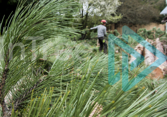 Oine needles in foreground with ground crew clearing up the debris