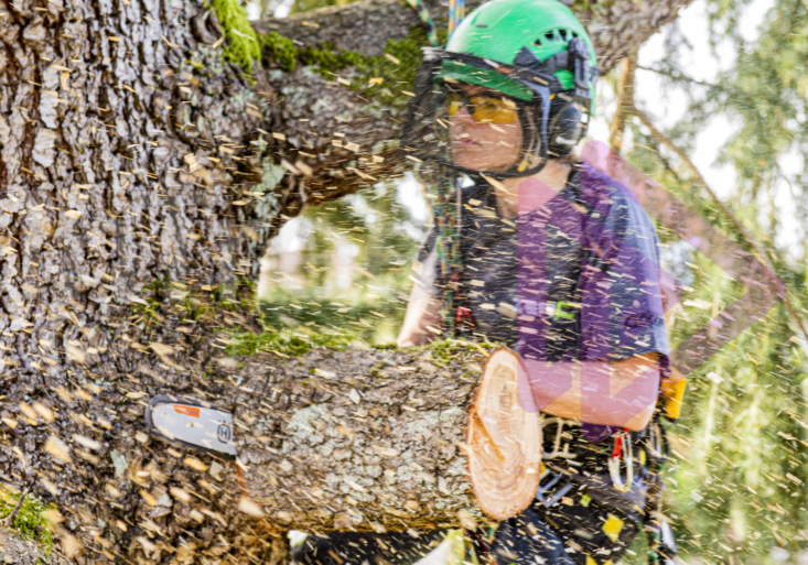 Sawdust spray with woman making chainsaw cut in branch