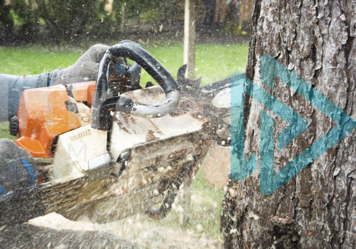 Chainsaw making a felling face cut to remove a tree