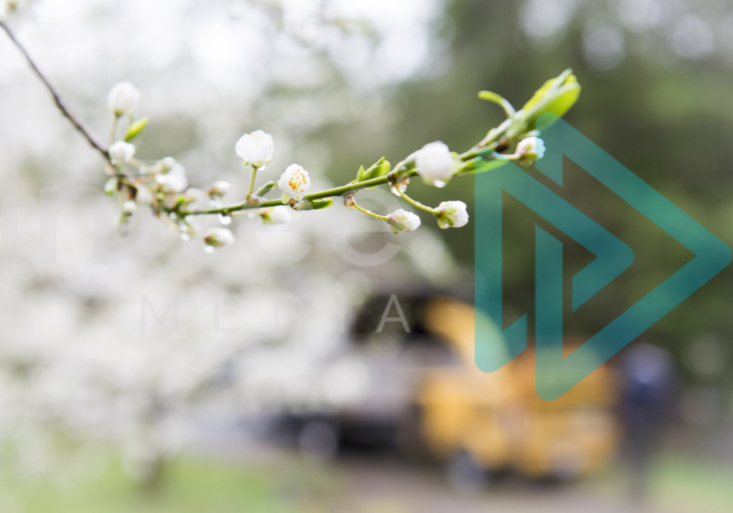 Fruit tree blossom with a chipper and truck blurred in the background