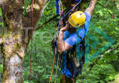 Climbing competition rigging challenge. Male arborist with beard communicating with ground crew